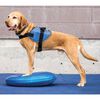 FitPAWS Balančn&yacute; disk pre dom&aacute;ce zviera 36 cm modr&yacute;