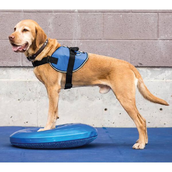 FitPAWS Balančn&yacute; disk pre dom&aacute;ce zviera 36 cm modr&yacute;