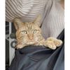 414554 4Lazylegs Pet Carrier "Pocket Basic" Polyester 15 kg Black 1258