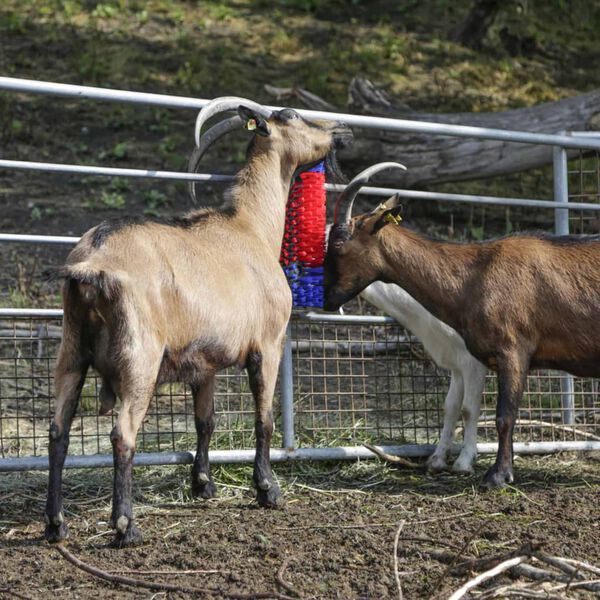 423473 Kefka na škrabanie pre dobytok 50 cm 293100