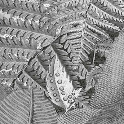 Komar Fototapeta Amazonia čierno-biela 400x250 cm