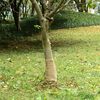 vidaXL Valec z juty 0,25x10 m 100 % juta 200 gsm