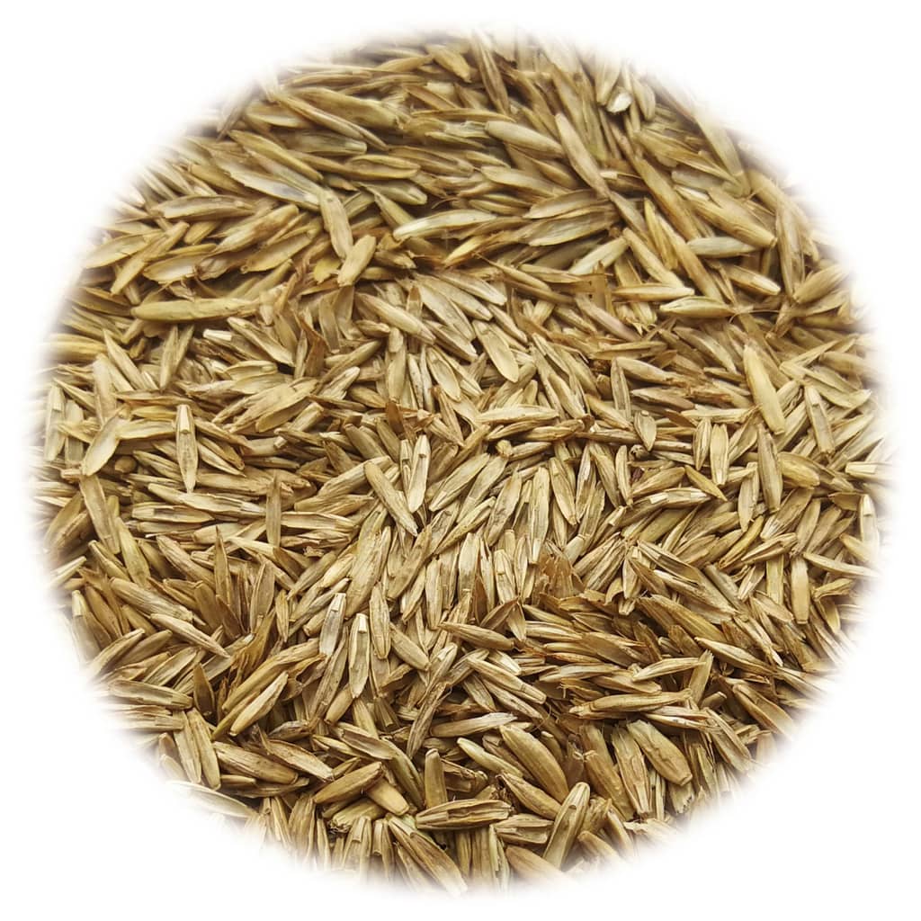 vidaXL Trávové semeno pre suché a horúce oblasti 5 kg